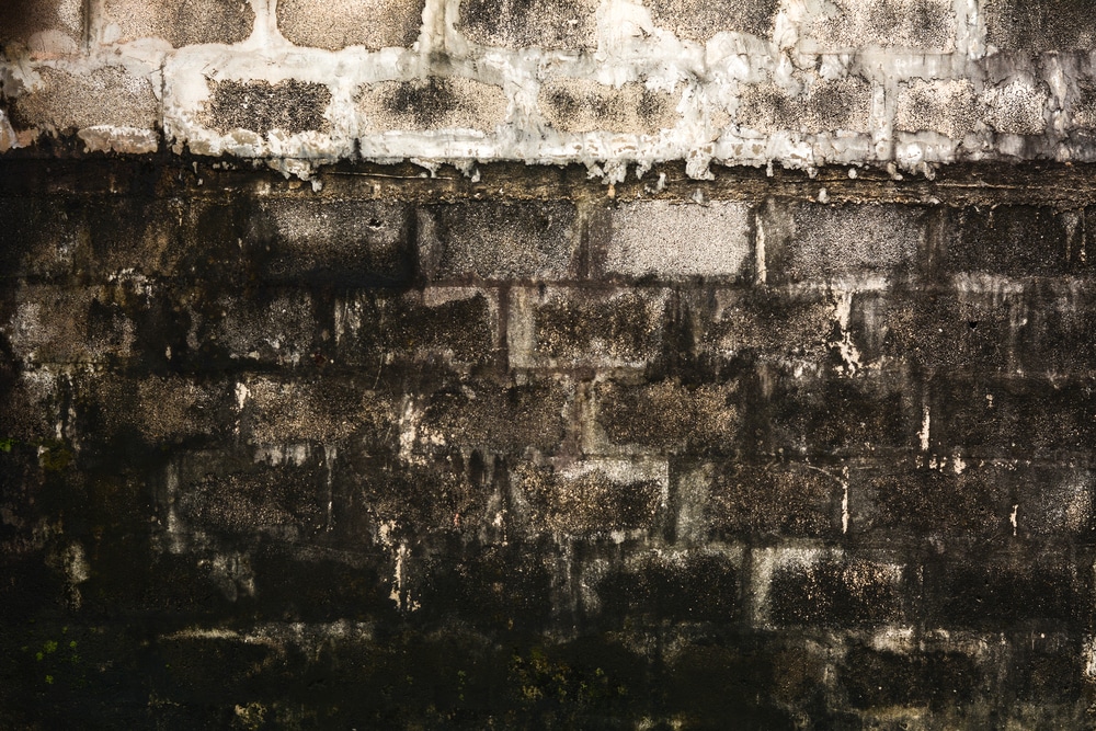 Water damaged basement wall